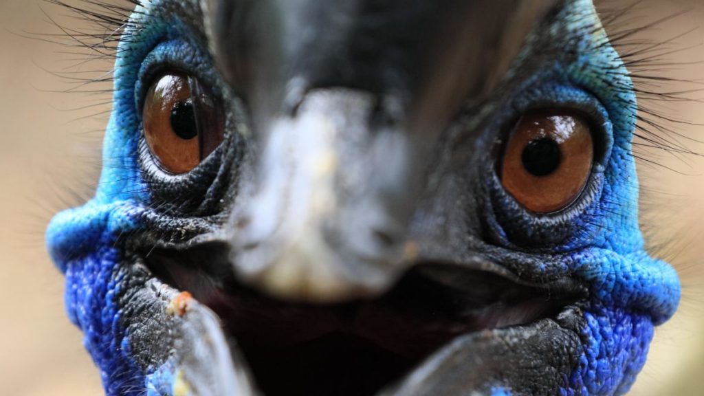 Le regard qui a fait le tour du monde