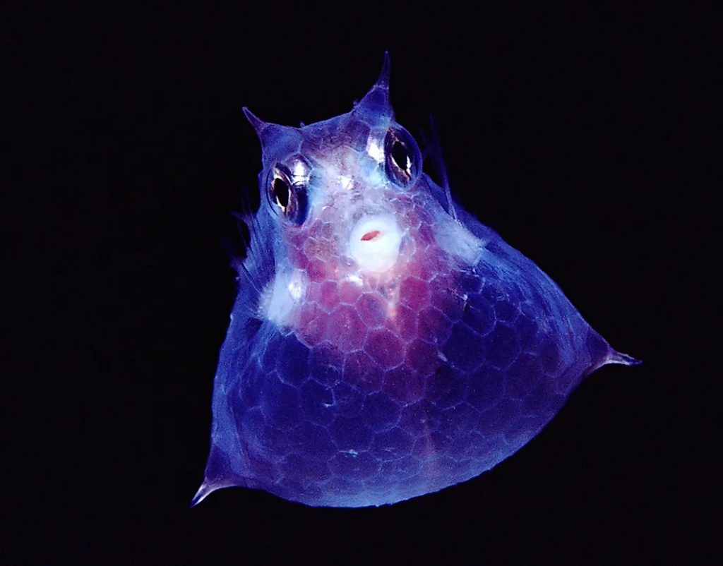 1. Le poisson-vache juvénile (Lactoria fornasini)
