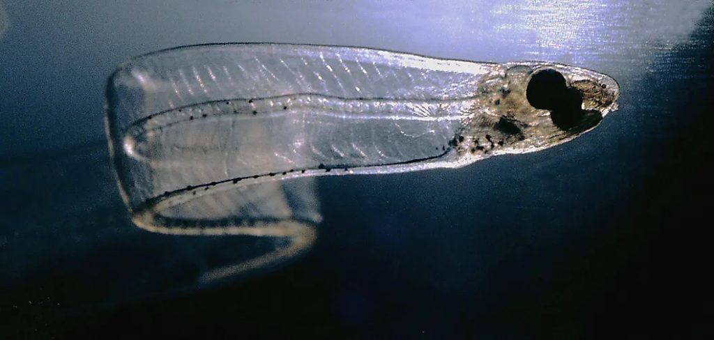 10. La civelle (Anguilla anguilla)
