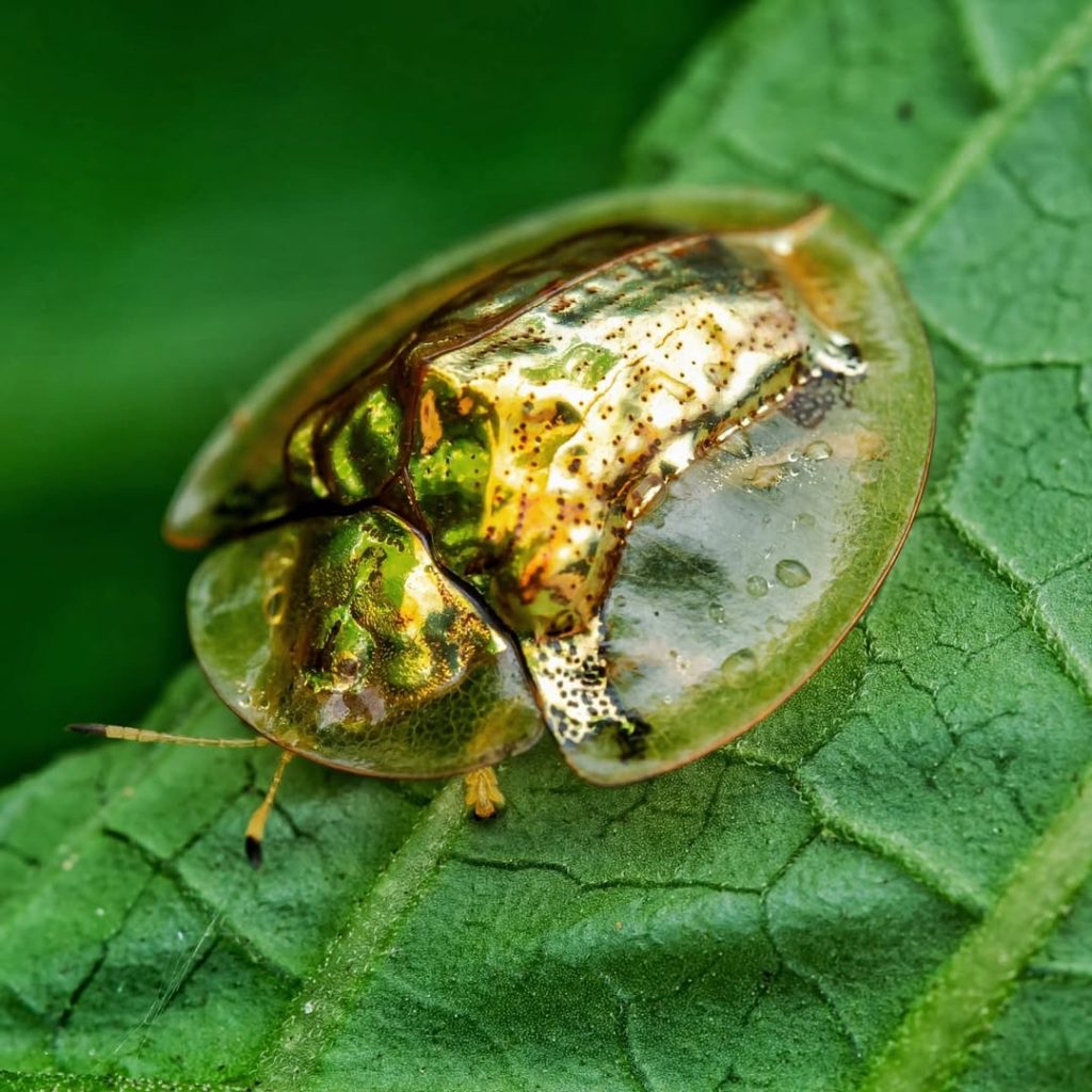 11. La casside dorée (Charidotella sexpunctata)