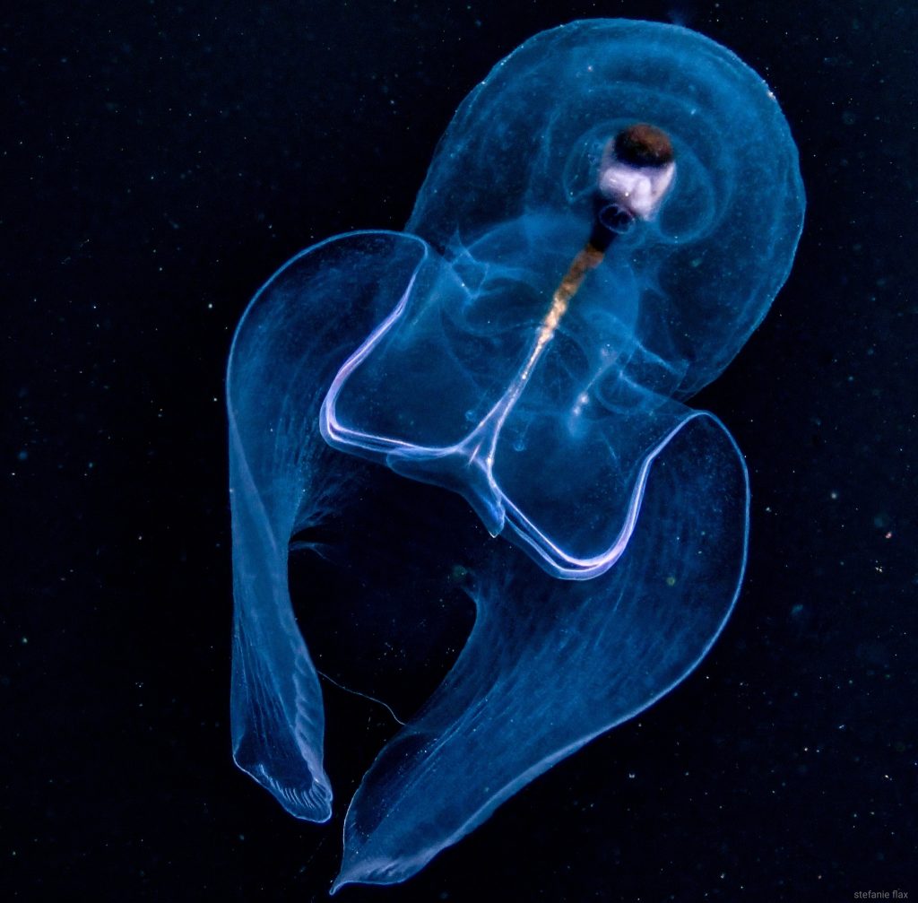 12. Le papillon de mer (Corolla spectabilis)