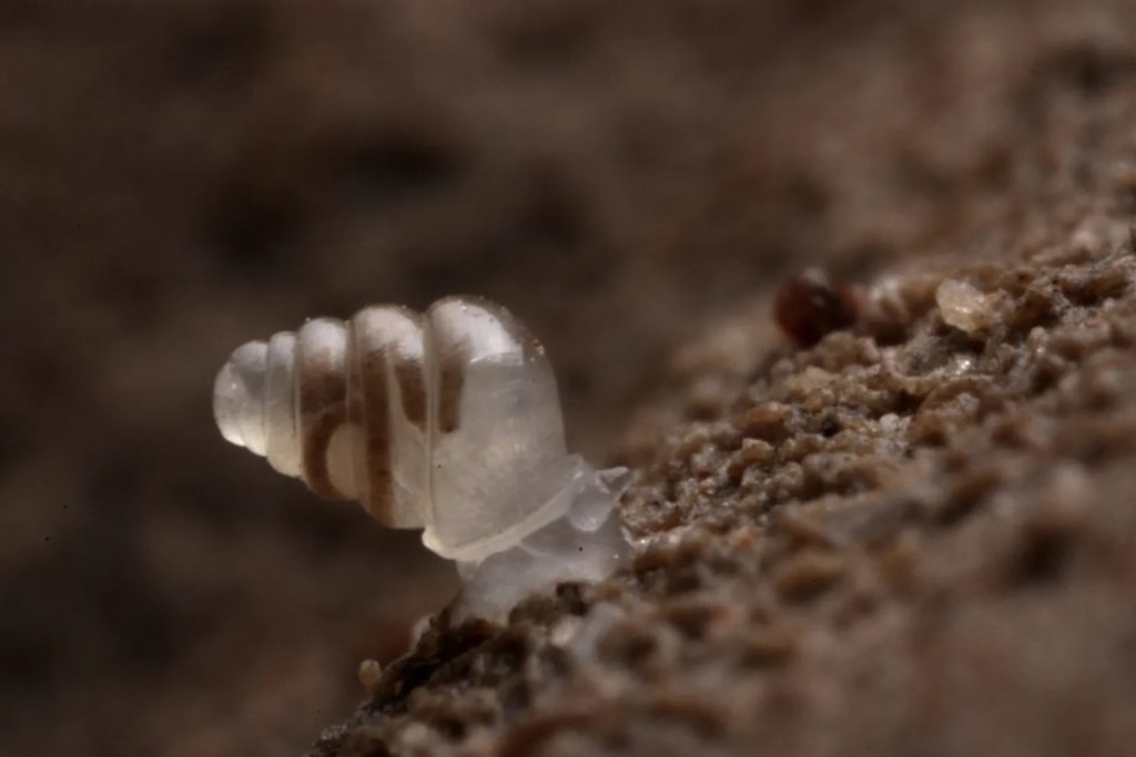 14. L'escargot terrestre Zospeum tholussum