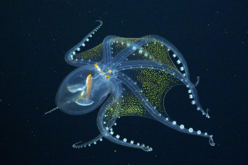 Quinze animaux au corps transparent qui défient le regard