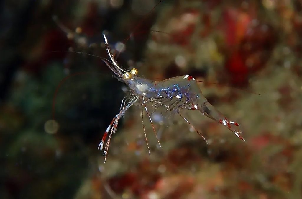 3. La crevette fantôme (Palaemon paludosus)