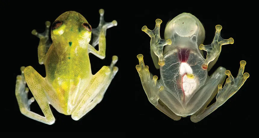 5. Les grenouilles de verre (famille des Centrolenidae)