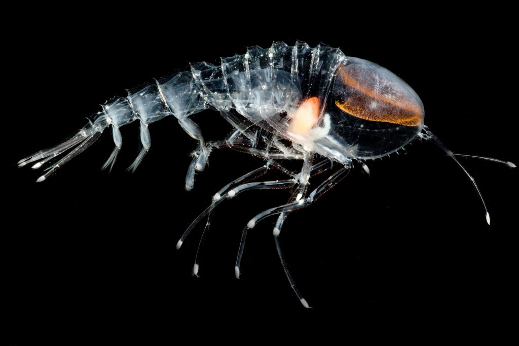 6. L'amphipode des grands fonds (Cystisoma neptuni)