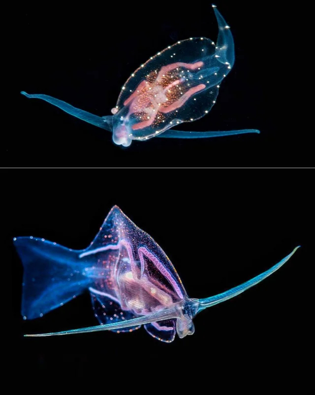 7. La limace de mer Phylliroe (Phylliroe bucephalum)