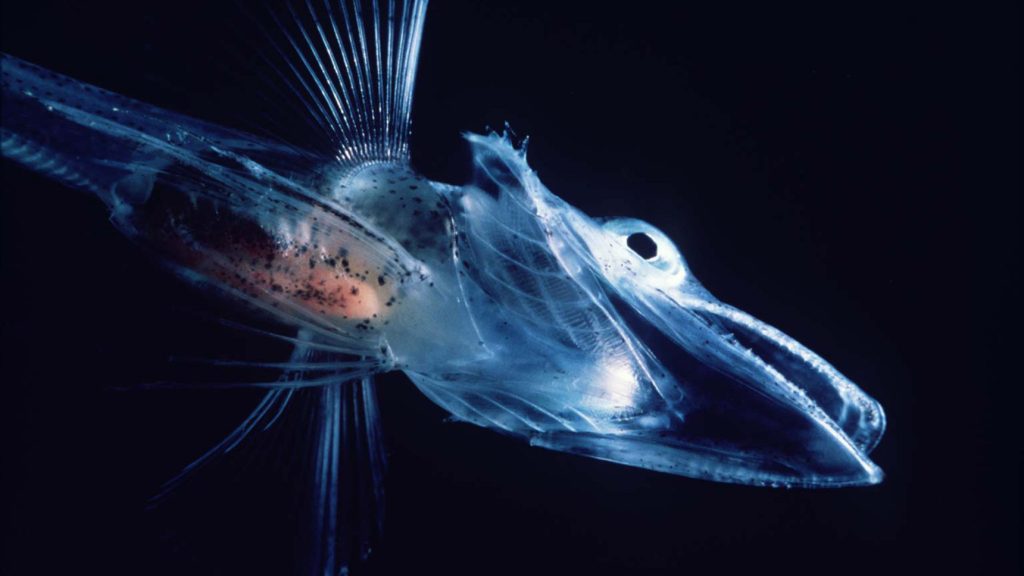 8. Le poisson des glaces (famille des Channichthyidae)