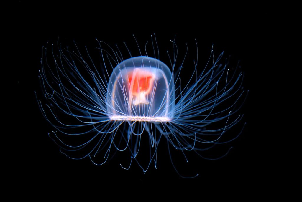 9. La méduse immortelle (Turritopsis dohrnii)