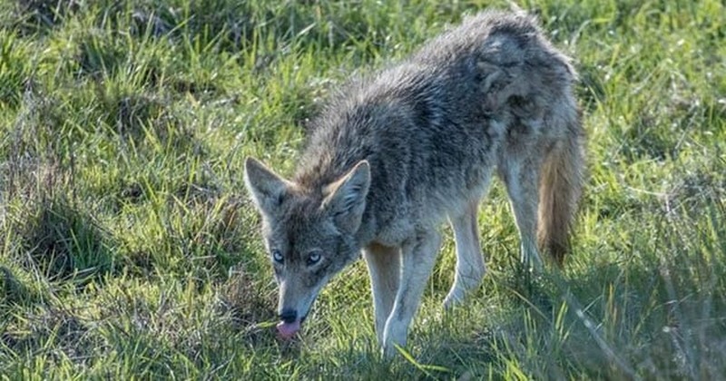 Un coyote aux yeux bleus