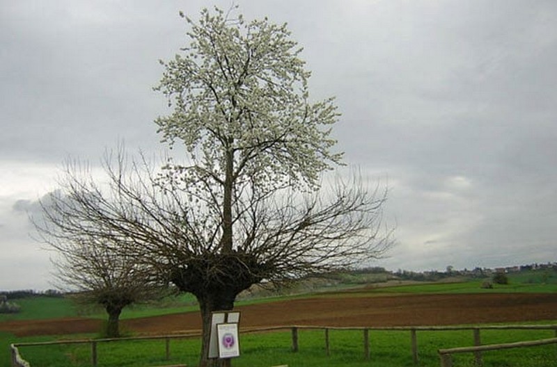 Un arbre poussé sur un arbre